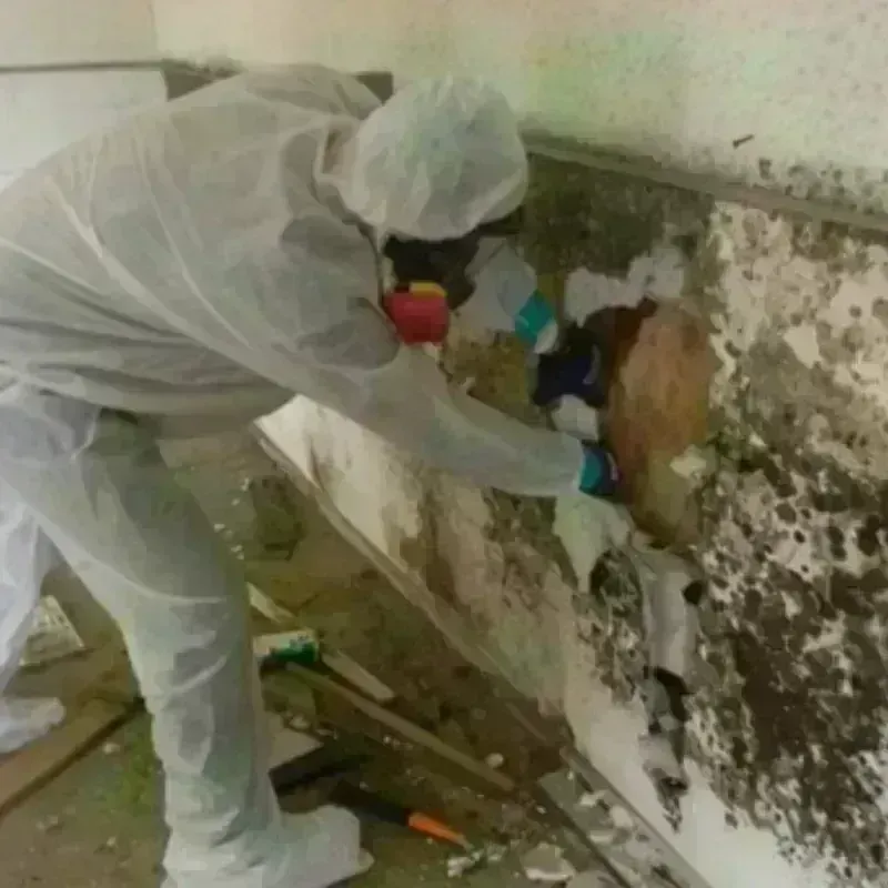 Mold Remediation and Removal in Baraga County, MI